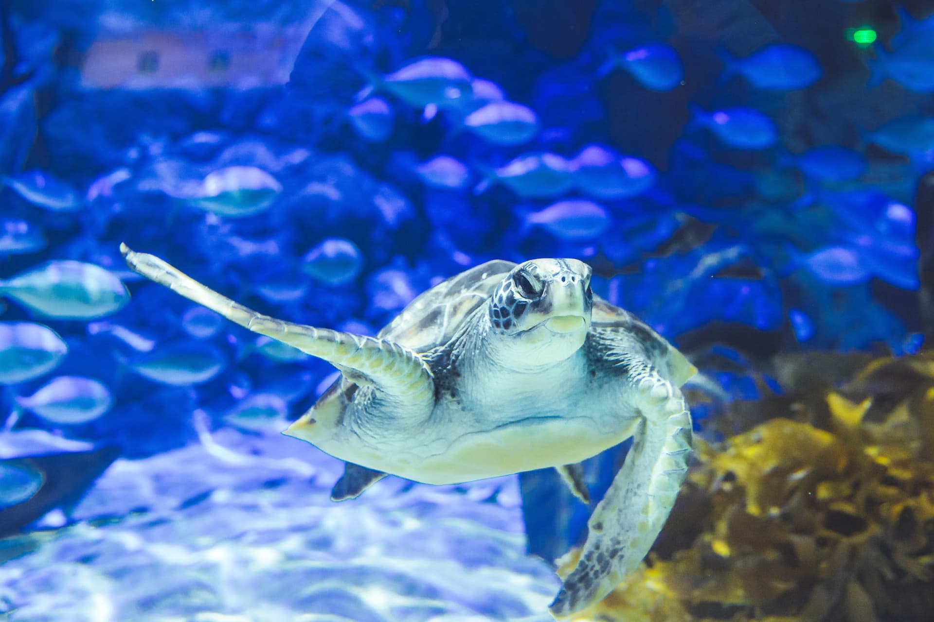 Auckland SEA LIFE Kelly Tarlton's Aquarium Ticket - image 3